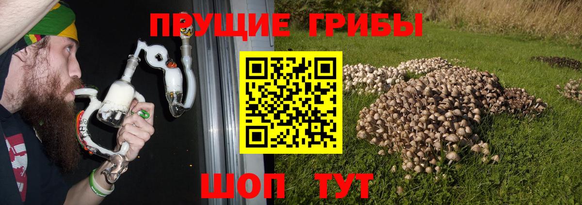 Галлюциногенные грибы GOLDEN TEACHER Дальнегорск
